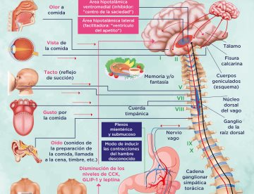 CÓMO EL CEREBRO Y EL CUERPO INTERACTÚAN CON LOS ALIMENTOS