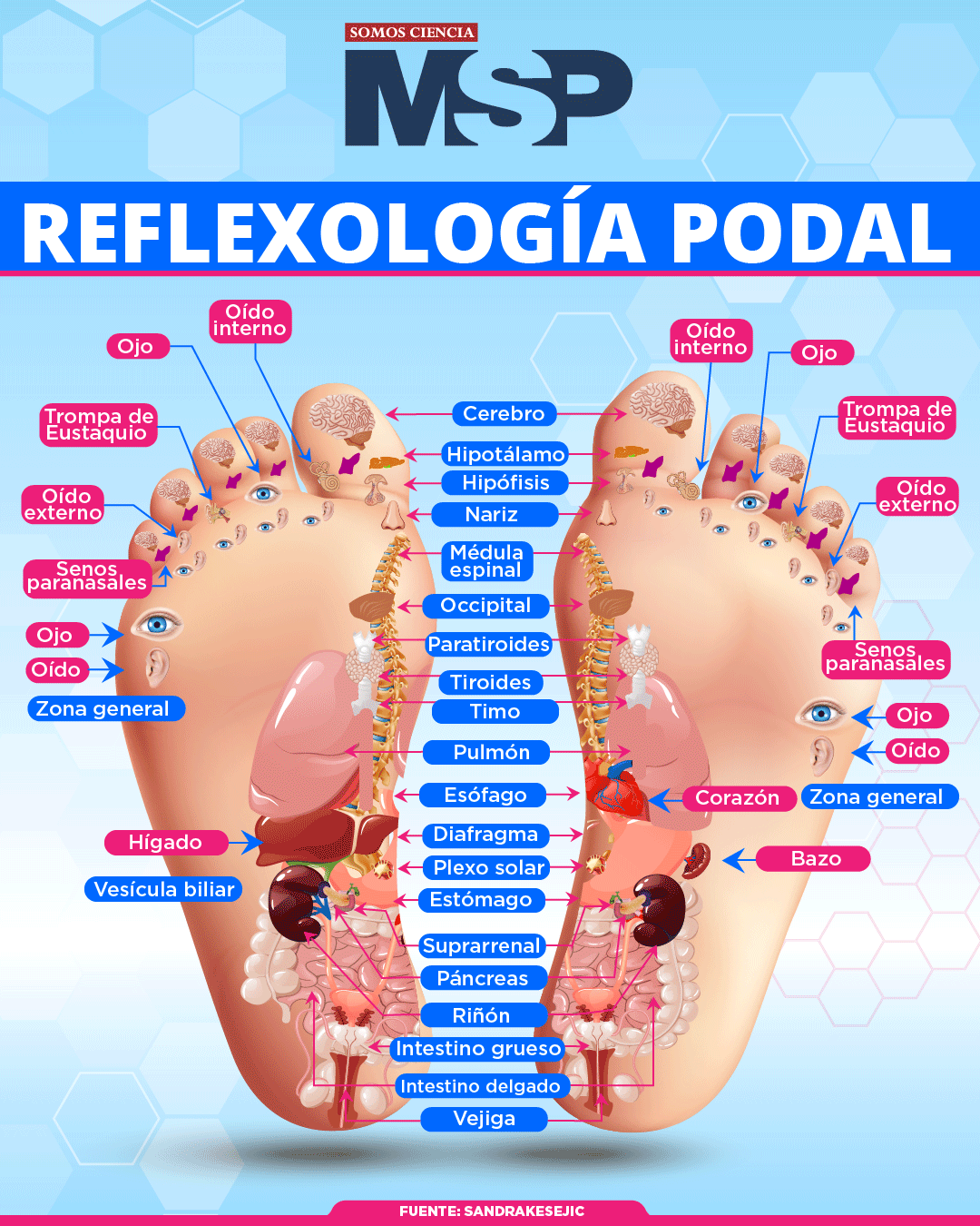 REFLEXOLOGÍA PODAL