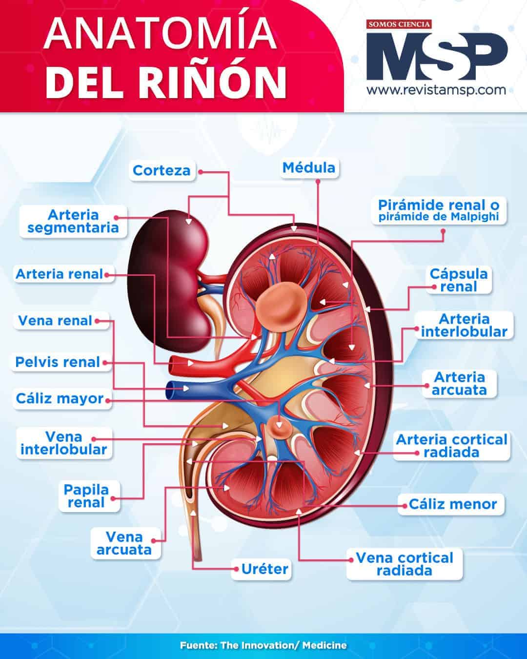 ANATOMÍA DEL RIÑÓN