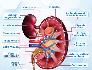 ANATOMÍA DEL RIÑÓN