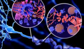 Pacientes de alzhéimer poseen menos receptores NMDA, claves para la plasticidad neuronal
