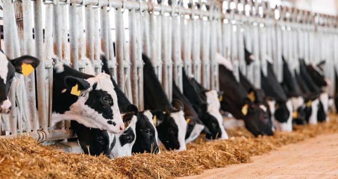 Una mutación en la gripe aviar de las vacas podría permitir su transmisión entre humanos: Estudio