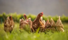 Detectan el primer caso grave de gripe aviar en humanos en Estados Unidos