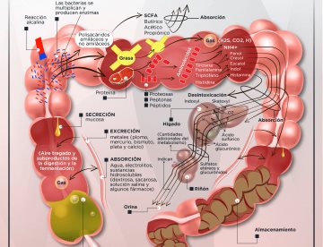 FUNCIONES DEL COLON Y FLORA INTESTINAL