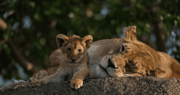 Brote de gripe aviar mata a 20 felinos en santuario de Washington: se declara cuarentena