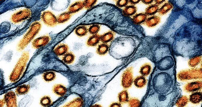 ¿Es la gripe aviar la próxima pandemia? Esto se sabe tras la primer muerte por H5N1 en EE.UU.