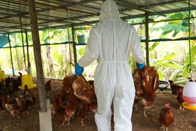 Descartan protocolo de gripe aviar tras hallazgo de seis gallinas muertas en Juana Díaz