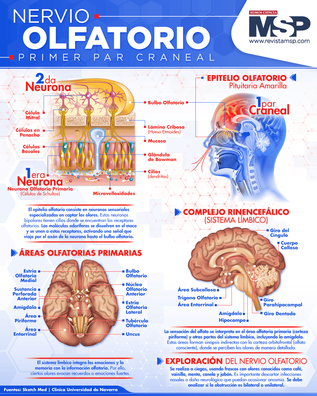 NERVIO OLFATORIO