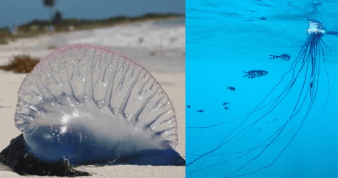 Alerta en San Andrés por especie marina que puede causar dolor, reacciones alérgicas y respiratorias