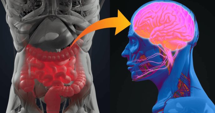 Bacterias intestinales pueden desencadenar enfermedades cardiovasculares y neurodegenerativas: Estudio