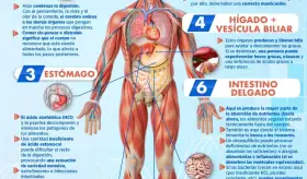 ¿CÓMO FUNCIONA LA DIGESTIÓN?
