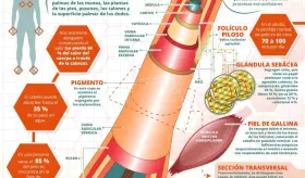 ASÍ FUNCIONA TU PELO