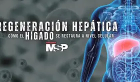 Regeneraci&oacute;n hep&aacute;tica: C&oacute;mo el h&iacute;gado se restaura a nivel celular