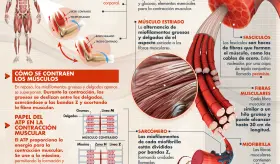 ESTRUCTURA Y CONTRACCIÓN MUSCULAR