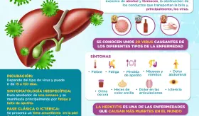 EL CICLO DE LA HEPATITIS