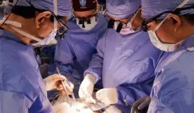 Trasplantes de riñones de cerdo genéticamente modificados, una posible respuesta ante falta de donantes