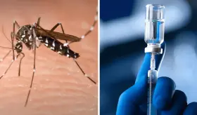 FDA aprobó la primera vacuna contra el chikunguña basada en inmunogenicidad en Brasil