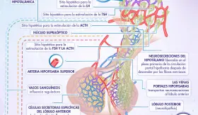 HORMONAS ADENOHIPOFISARIAS