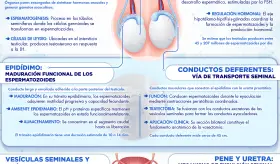 Fisiología del sistema reproductor masculino