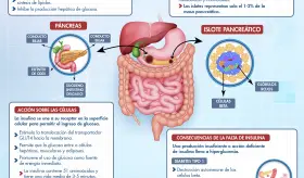 FUNCIONAMIENTO DE LA INSULINA