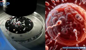 Científicos encuentran MICROPLÁSTICOS en el líquido folicular de los ovarios. ¿Afecta la fertilidad?