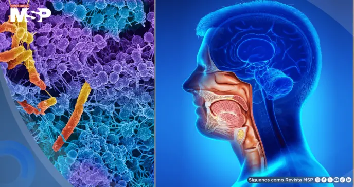 Fusobacterium nucleatum: hallan posible efecto antitumoral de una bacteria común en la boca