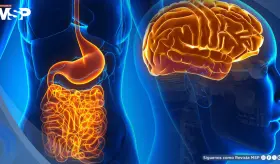 La ausencia de microbiota intestinal reduce la inflamaci&oacute;n cerebral y da&ntilde;o tras un ictus isqu&eacute;mico