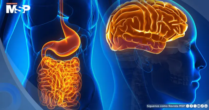 La ausencia de microbiota intestinal reduce la inflamación cerebral y daño tras un ictus isquémico La ausencia de microbiota intestinal reduce la inflamación cerebral y daño tras un ictus isquémico