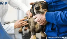 FDA aprueba un tratamiento de acción prolongada contra pulgas y garrapatas para perros