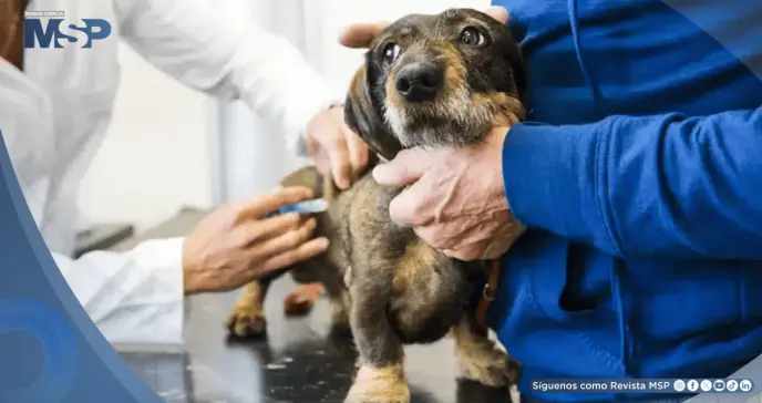 FDA aprueba un tratamiento de acción prolongada contra pulgas y garrapatas para perros