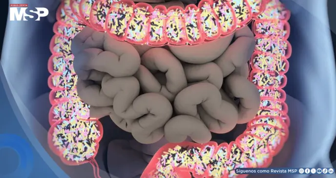 Alteraciones en la microbiota aumentan el riesgo de cáncer colorrectal en personas con obesidad, estudio