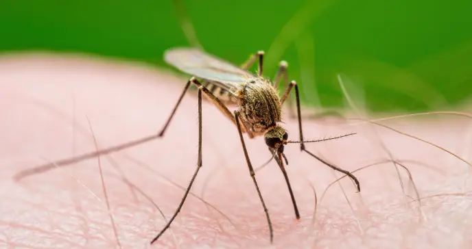 Mini-examen clínico: Picaduras de garrapatas e infecciones asociadas, parte I