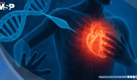 Cient&iacute;ficos reactivan un gen clave con ARNm para reparar el coraz&oacute;n tras un infarto