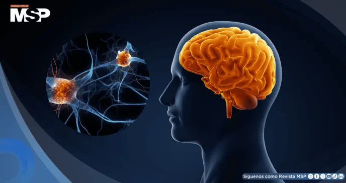 Así el cerebro organiza movimientos de las manos para tareas como escribir, cortar y manipular objetos