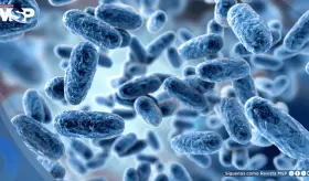 Científicos logran que bacterias descompongan plástico sin modificar su ADN