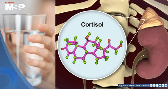 La deshidratación eleva los niveles de cortisol y podría aumentar el estrés, según estudio La deshidratación eleva los niveles de cortisol y podría aumentar el estrés, según estudio