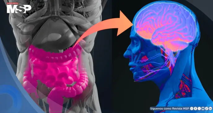 Trastornos digestivos y metabólicos elevan hasta un 70% el riesgo de alzhéimer y párkinson, según estudio