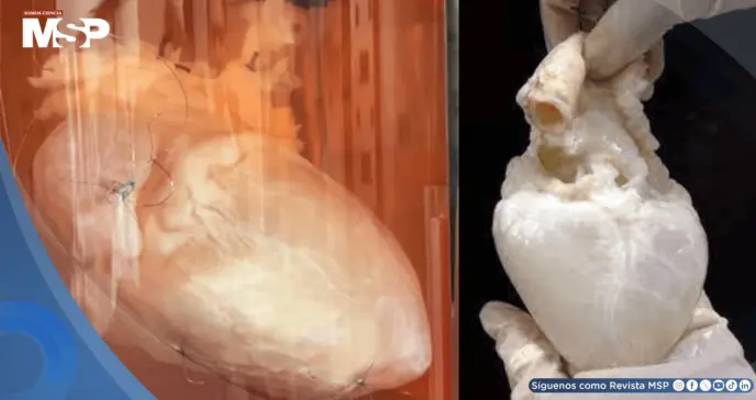 Órganos fantasma: Así funciona la bioingeniería que busca acabar con la lista de espera de trasplantes Órganos fantasma: Así funciona la bioingeniería que busca acabar con la lista de espera de trasplantes