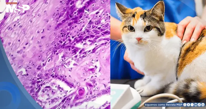 Fármaco contra el cáncer de cabeza y cuello en gatos mejora 35% de casos y apunta a terapias humanas Fármaco contra el cáncer de cabeza y cuello en gatos mejora 35% de casos y apunta a terapias humanas