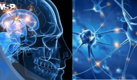 Cient&iacute;ficos descubren que la hormona IGF-II podr&iacute;a proteger a las neuronas del p&aacute;rkinson