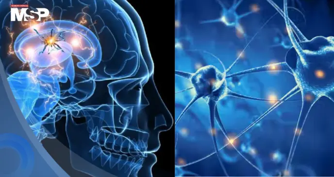 Científicos descubren que la hormona IGF-II podría proteger a las neuronas del párkinson
