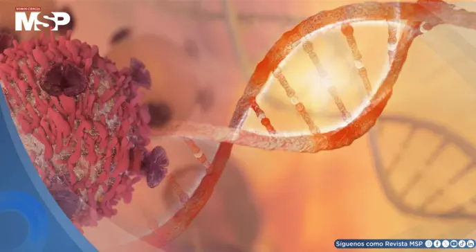 Nueva proteína de fusión mejora la inmunoterapia contra el cáncer con mayor eficacia y menos toxicidad