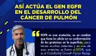 Así actúa el gen EGFR en el desarrollo del cáncer de pulmón