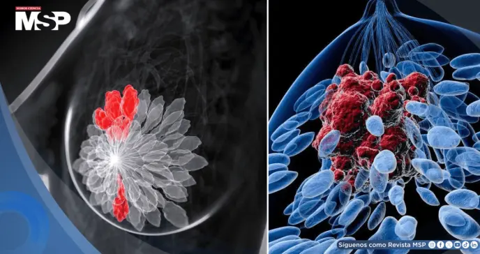 Desarrollan terapia de anticuerpos que activa el sistema inmune y frena el cáncer de mama triple negativo