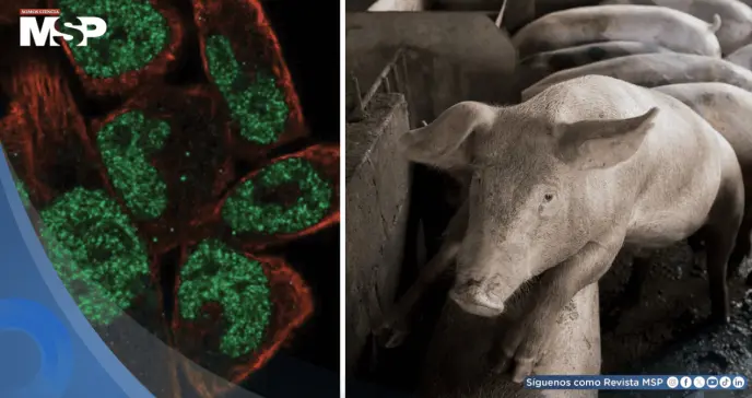 Hito médico: Cerdos genéticamente modificados resisten la peste porcina clásica  Hito médico: Cerdos genéticamente modificados resisten la peste porcina clásica