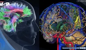 Proyecto BRAIN: tras una d&eacute;cada y la colaboraci&oacute;n de 500 laboratorios, logran el primer mapa del cerebro