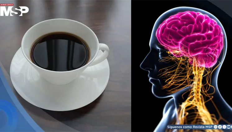 Descubren que dos tazas de café al día podrían reducir un 18% el riesgo de demencia Descubren que dos tazas de café al día podrían reducir un 18% el riesgo de demencia