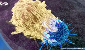 Modifican c&eacute;lulas CAR-T para bloquear defensas tumorales: Eficacia en glioblastoma y c&aacute;ncer de ovario