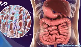 Biomarcadores de la microbiota intestinal podr&iacute;an anticipar infartos: 9 mol&eacute;culas clave