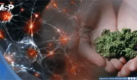 El consumo de cannabis en la adolescencia podr&iacute;a frenar el desarrollo cognitivo, seg&uacute;n estudio